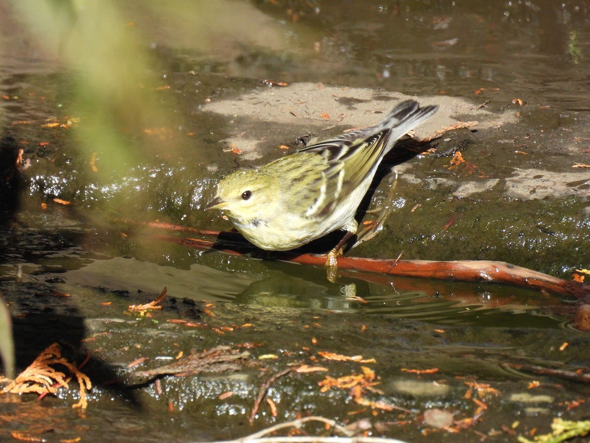 Blackpoll Warbler - ML643571223