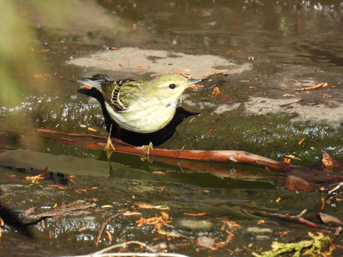 Blackpoll Warbler - ML643571224