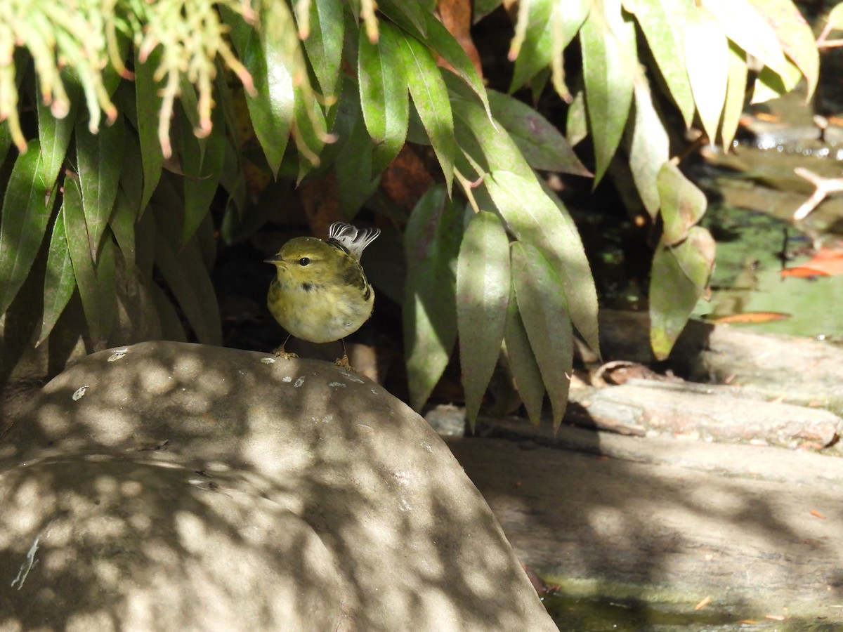 Blackpoll Warbler - ML643571225