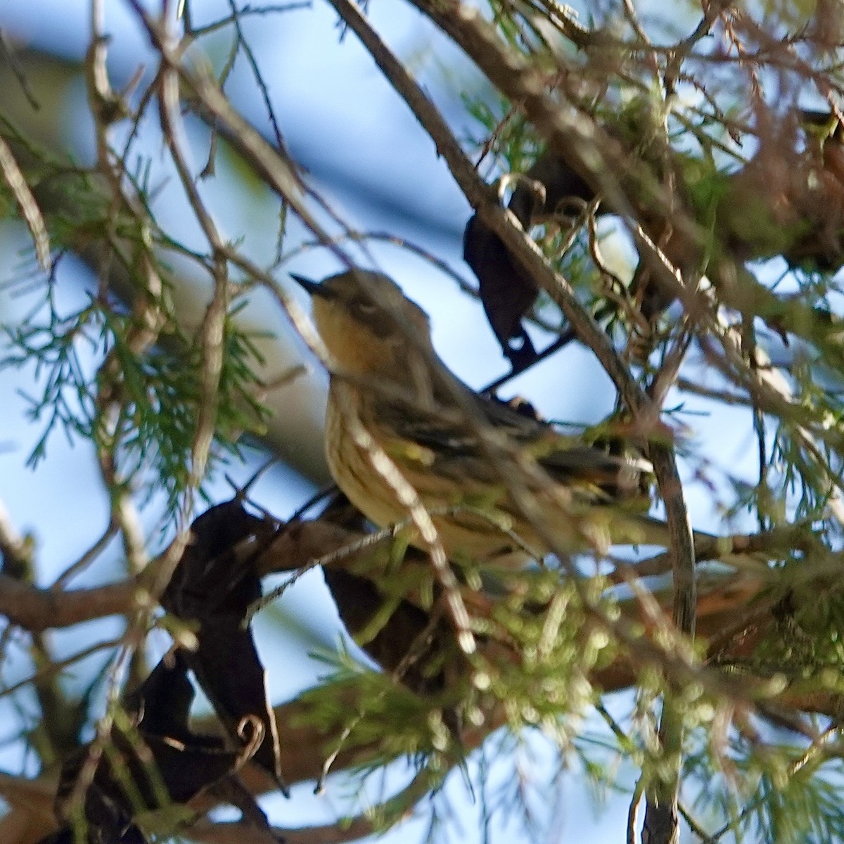 Yellow-rumped Warbler - ML643571249