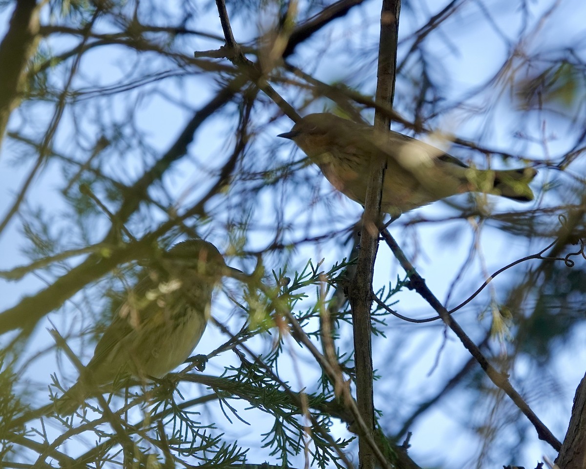 Yellow-rumped Warbler - ML643571250
