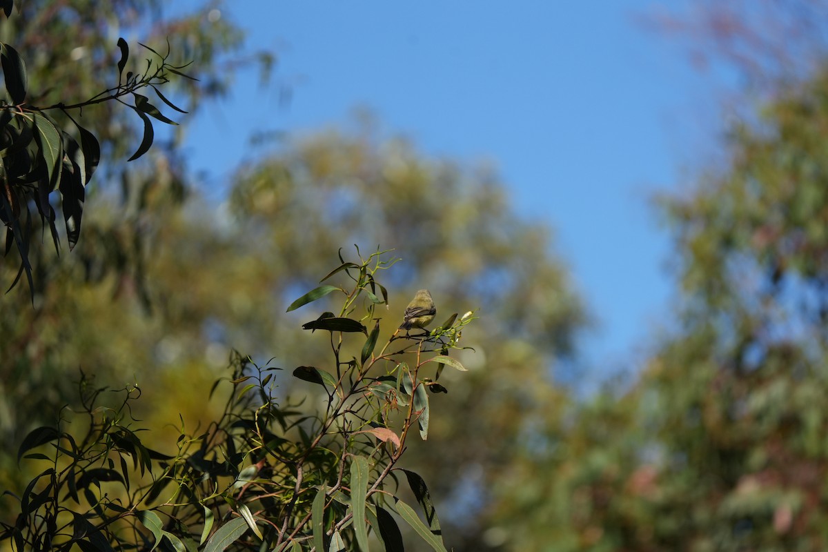 Weebill - ML643571251
