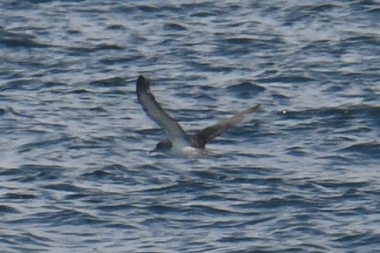 Cory's/Scopoli's Shearwater - ML643571258