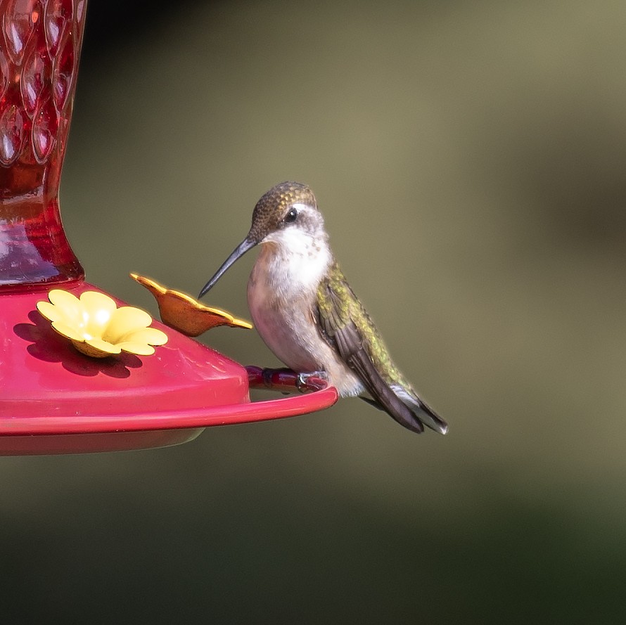 Ruby-throated Hummingbird - ML643571267