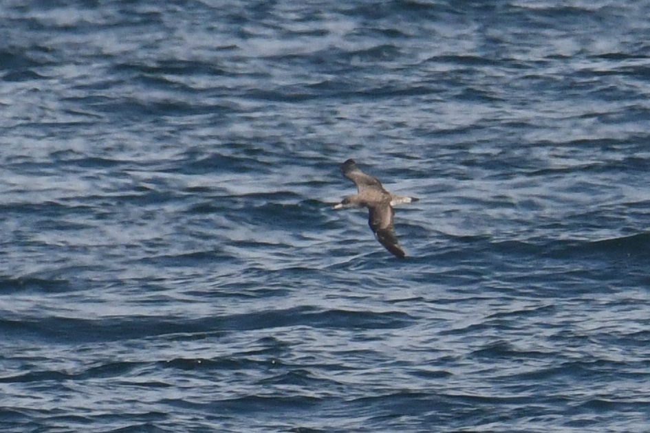 Cory's/Scopoli's Shearwater - ML643571270