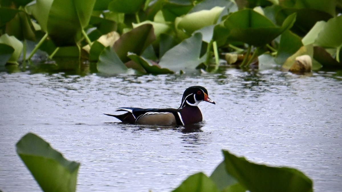 Wood Duck - ML643571273