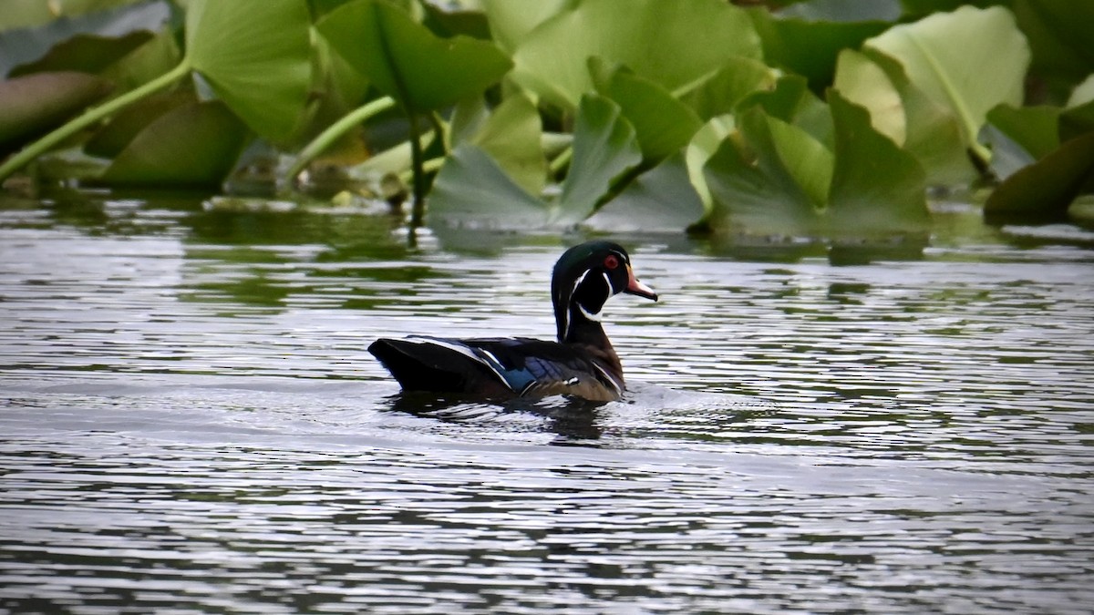 Wood Duck - ML643571274