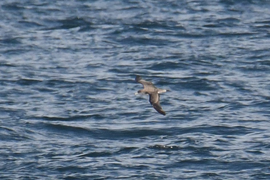 Cory's/Scopoli's Shearwater - ML643571275