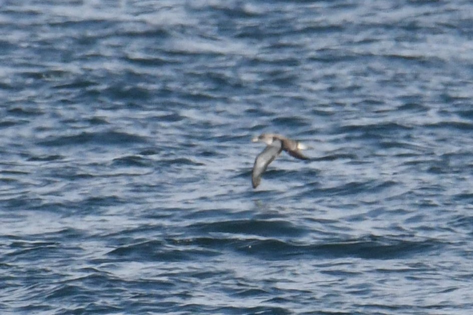 Cory's/Scopoli's Shearwater - ML643571283
