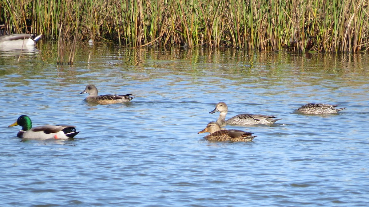 Canard d'Amérique - ML643571284