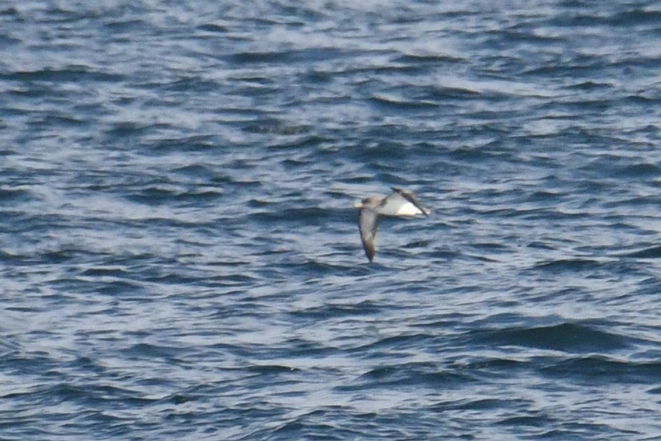 Cory's/Scopoli's Shearwater - ML643571285