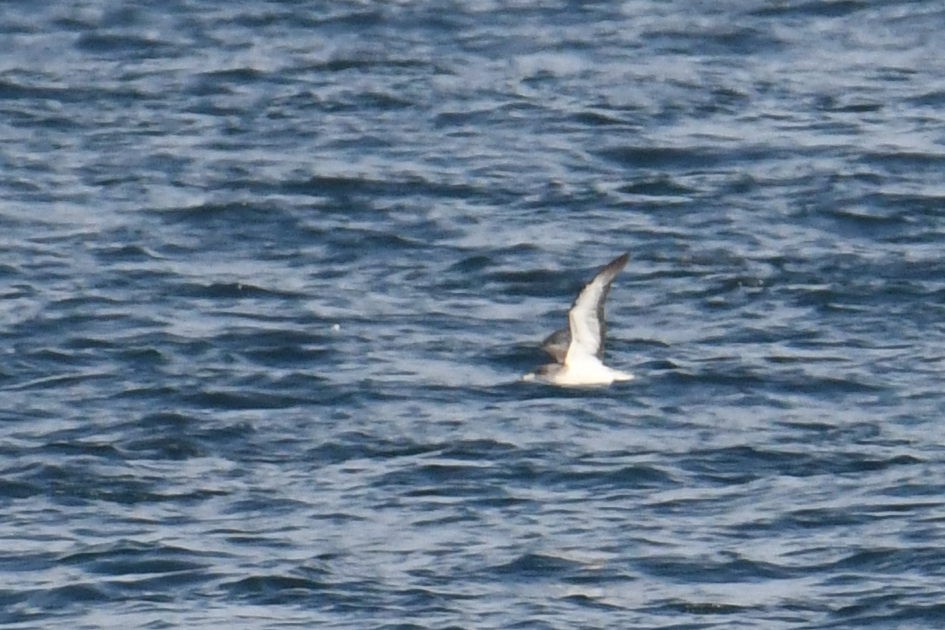 Cory's/Scopoli's Shearwater - ML643571293