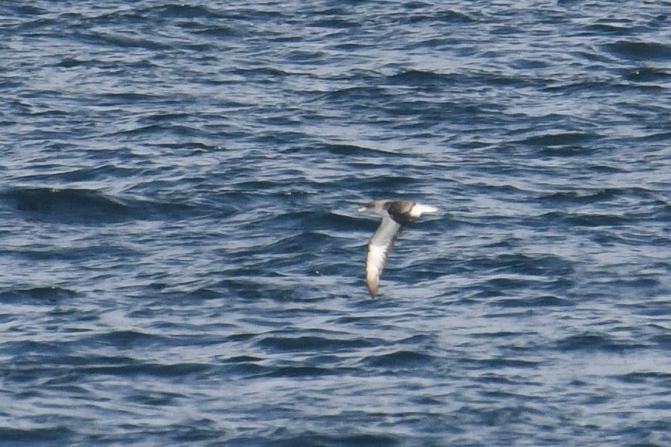Cory's/Scopoli's Shearwater - ML643571297