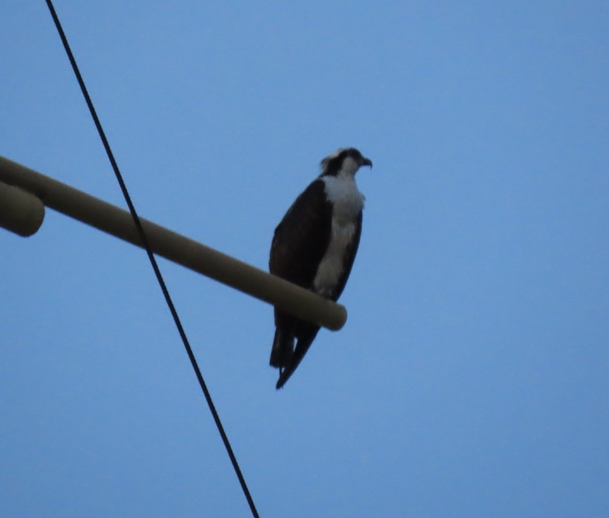 Falco pescatore - ML643571299