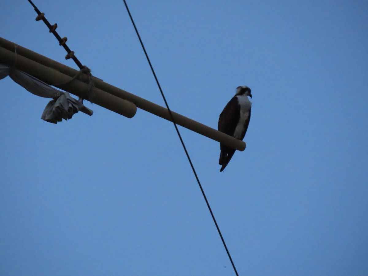 Falco pescatore - ML643571304