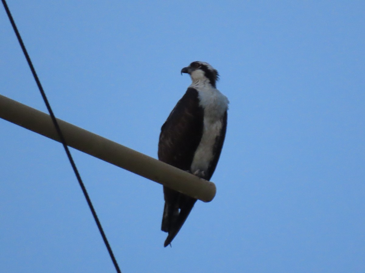 Falco pescatore - ML643571305