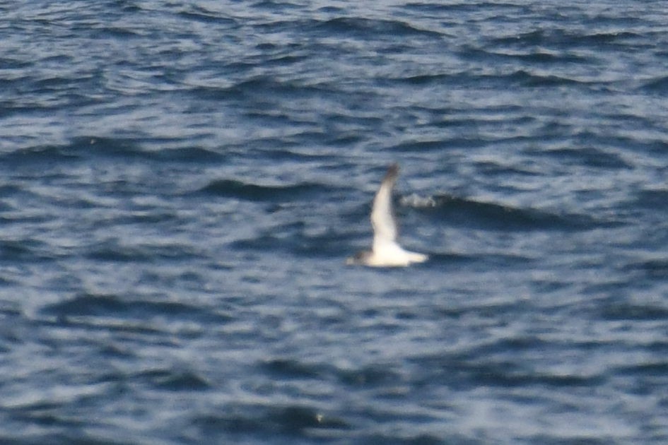 Cory's/Scopoli's Shearwater - ML643571307