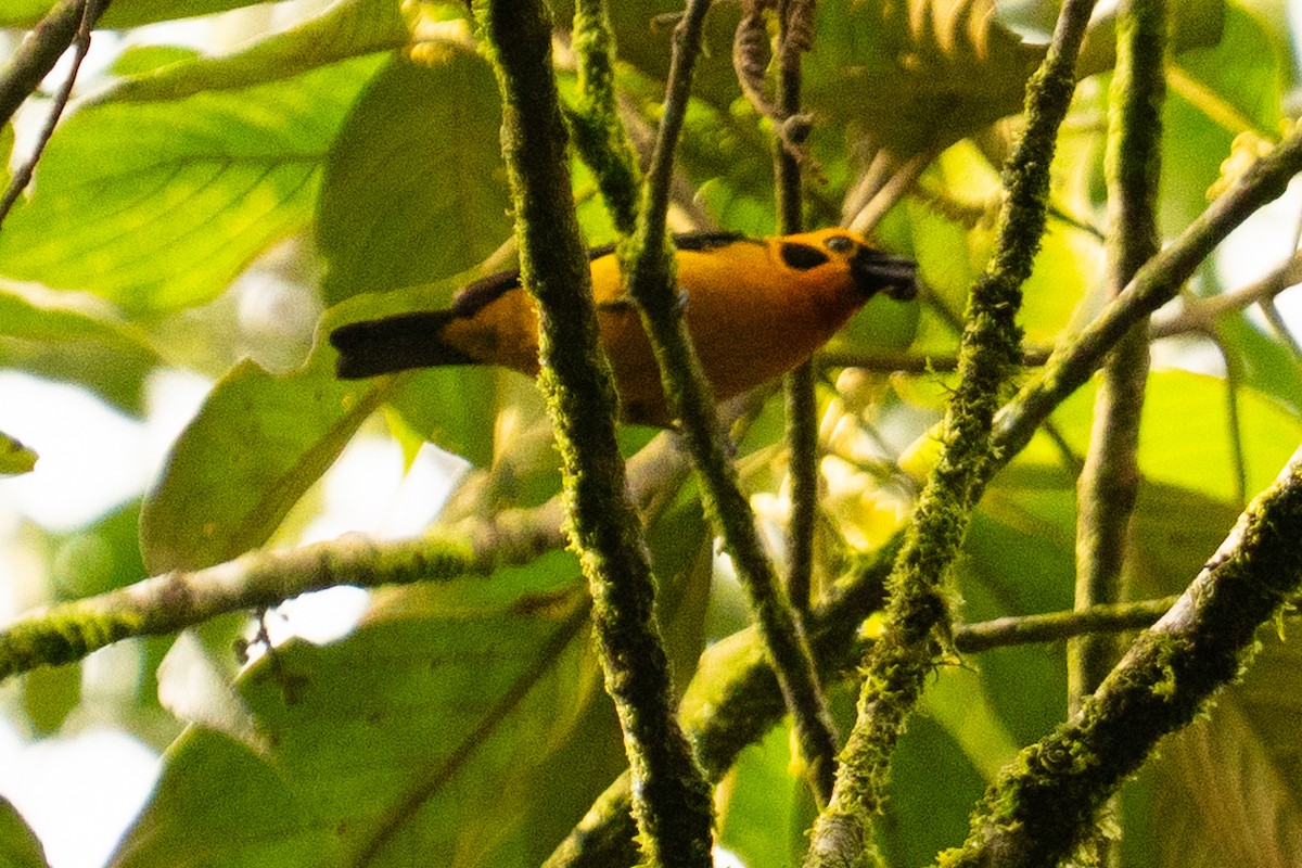 Golden Tanager - ML643571317