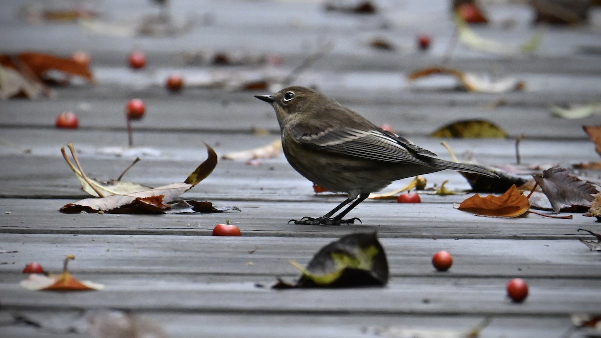 Yellow-rumped Warbler - ML643571321