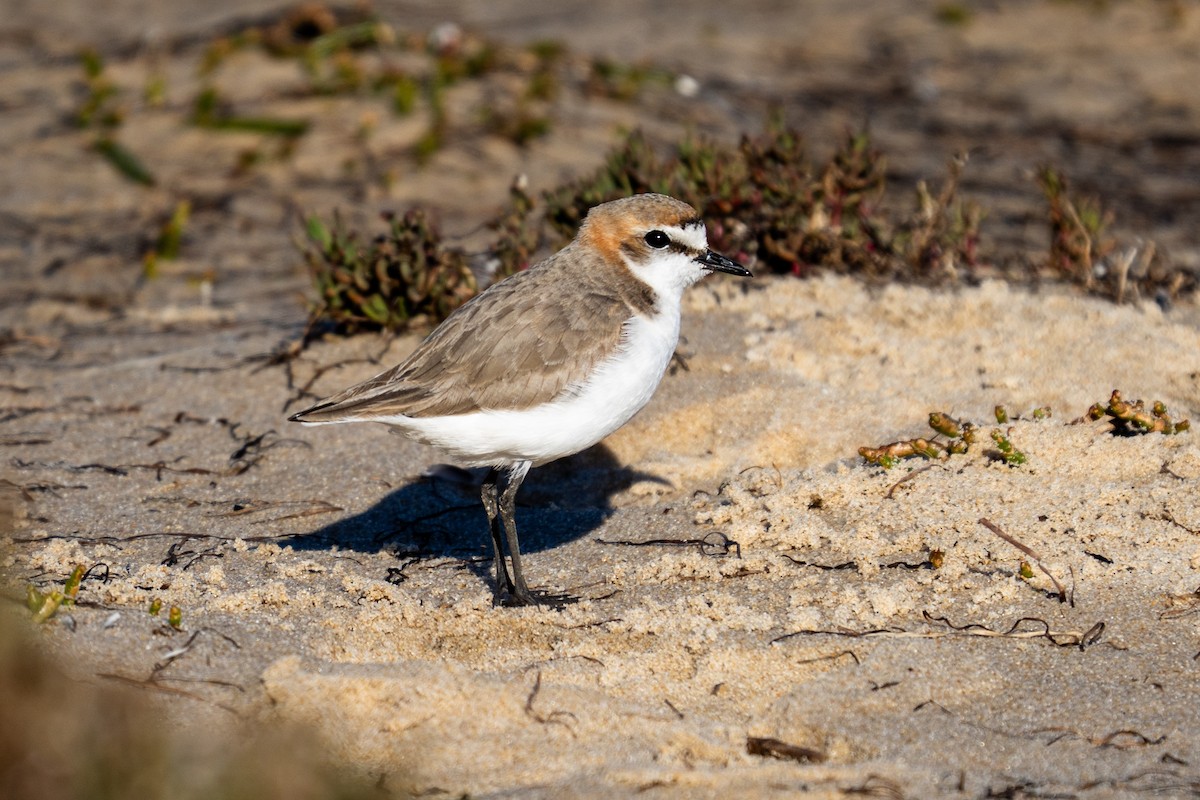 Red-capped Plover - ML643571322
