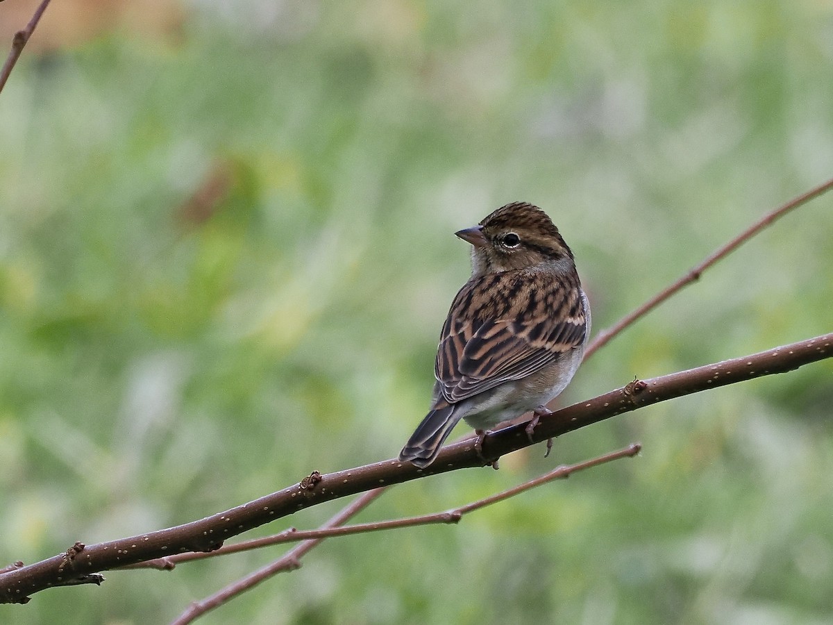 Chipping Sparrow - ML643571328