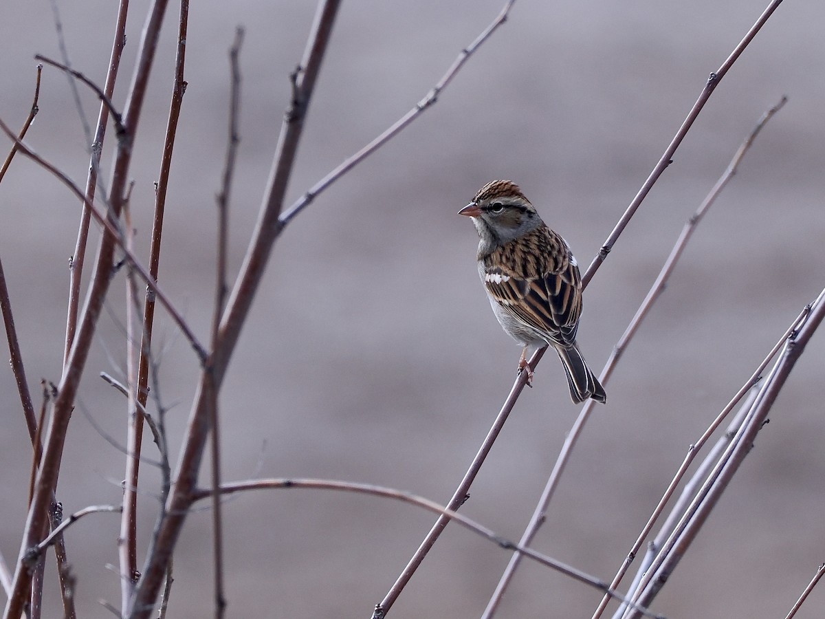 Chipping Sparrow - ML643571329