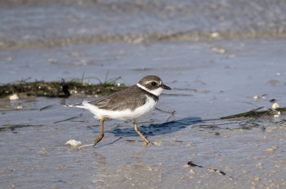 Semipalmated Plover - ML643571334
