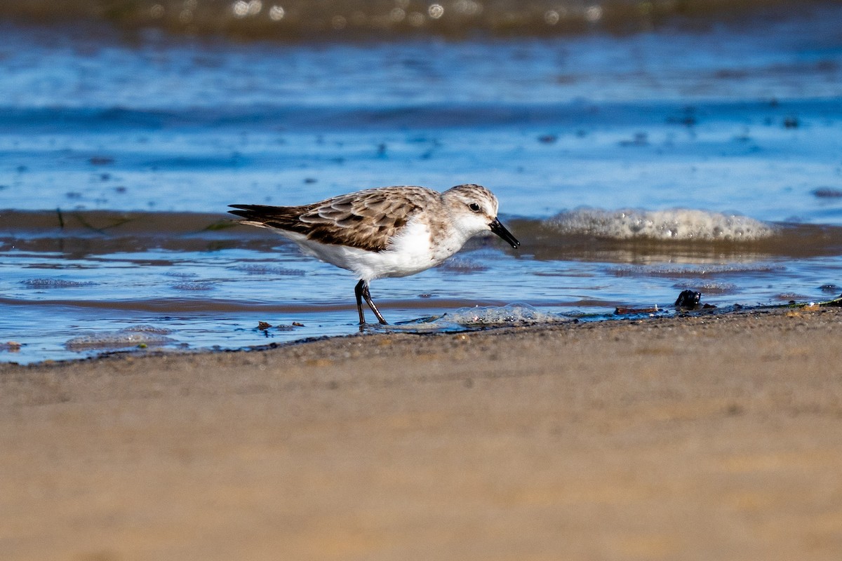 Red-necked Stint - ML643571336