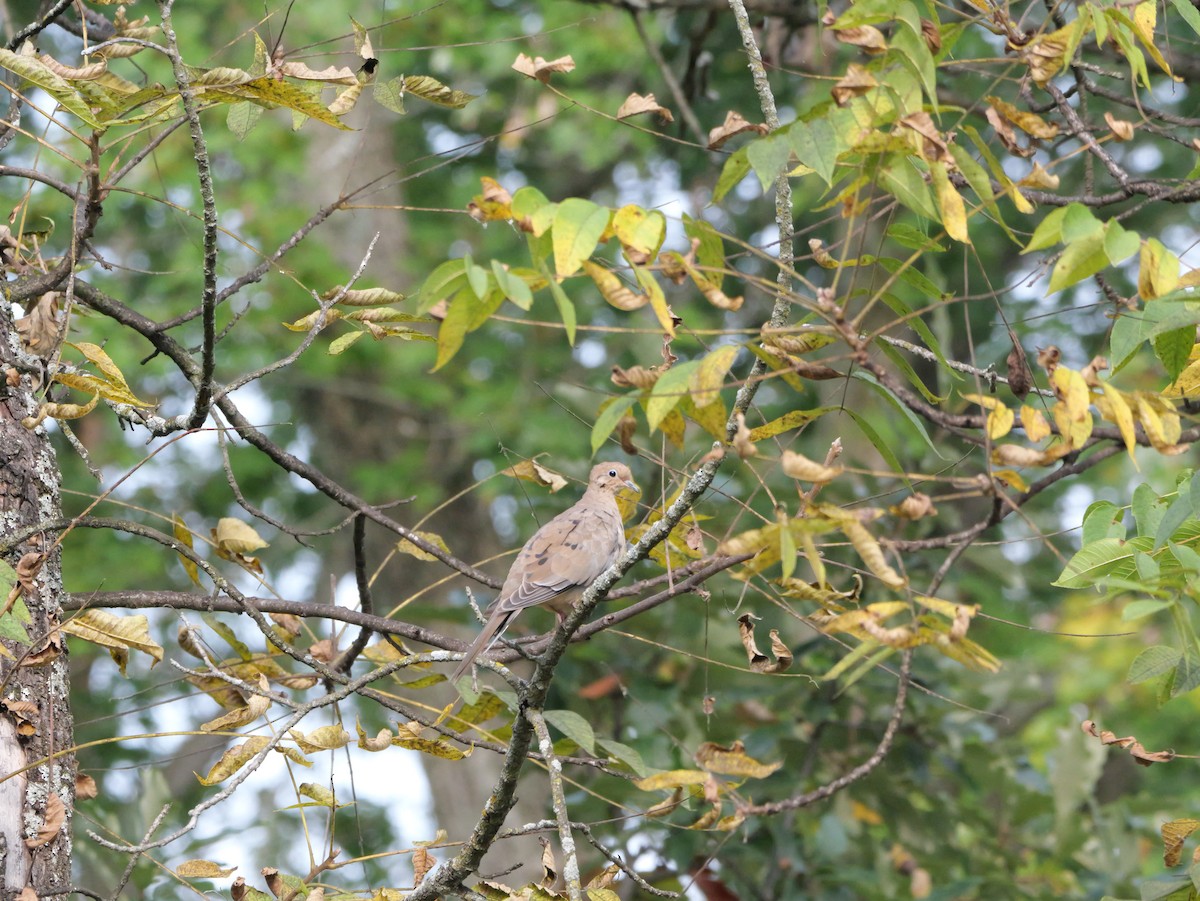 Mourning Dove - ML643571340