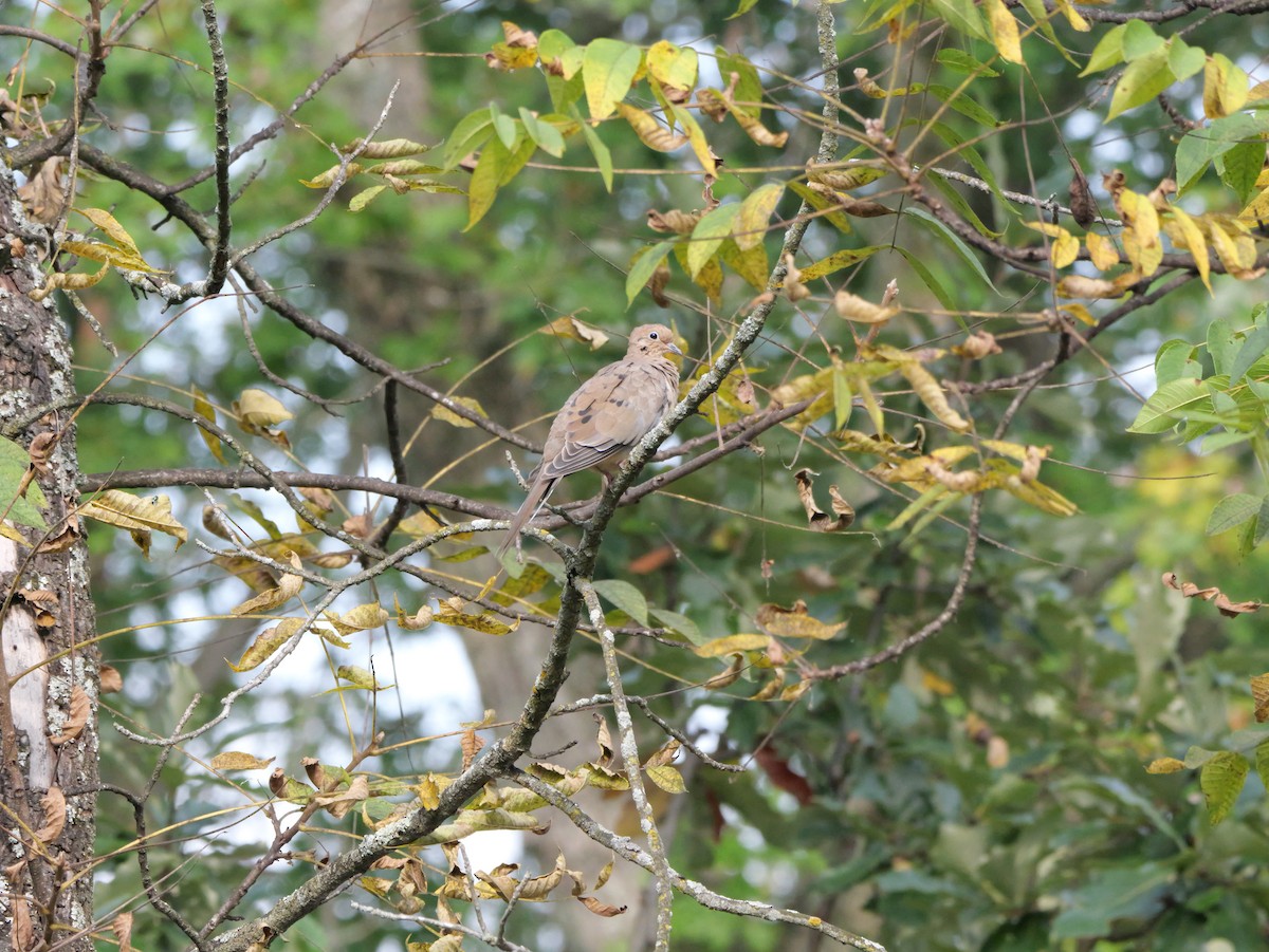 Mourning Dove - ML643571341