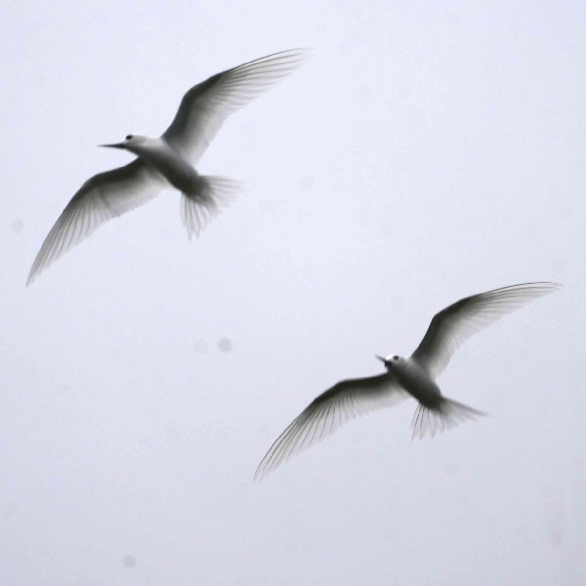 White Tern - ML643571343