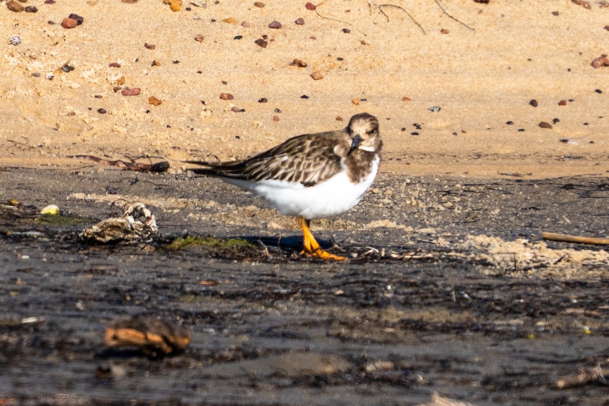 Ruddy Turnstone - ML643571347