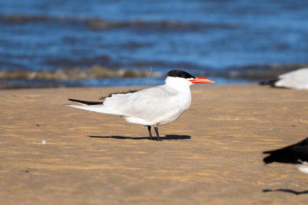 Caspian Tern - ML643571355