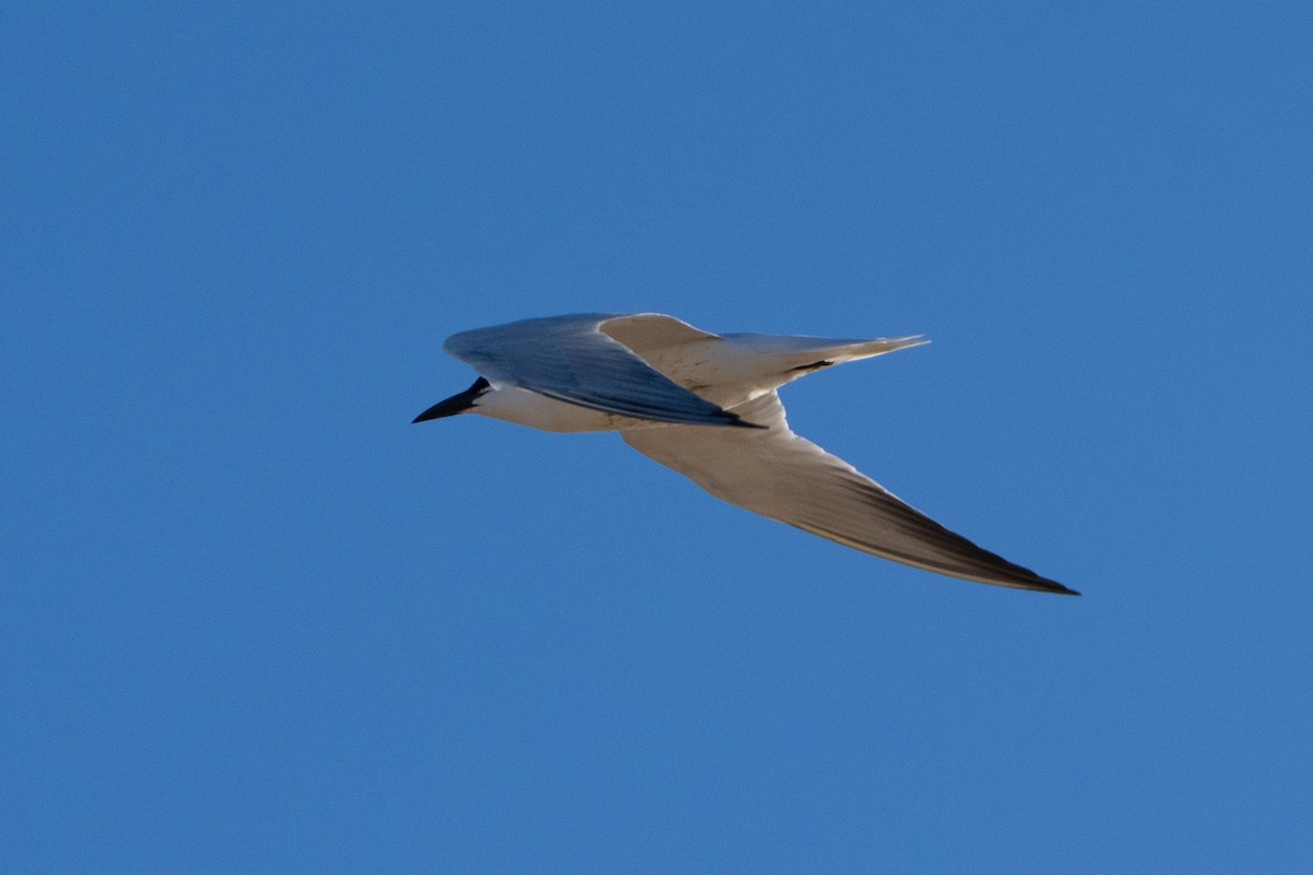 Australian Tern - ML643571365
