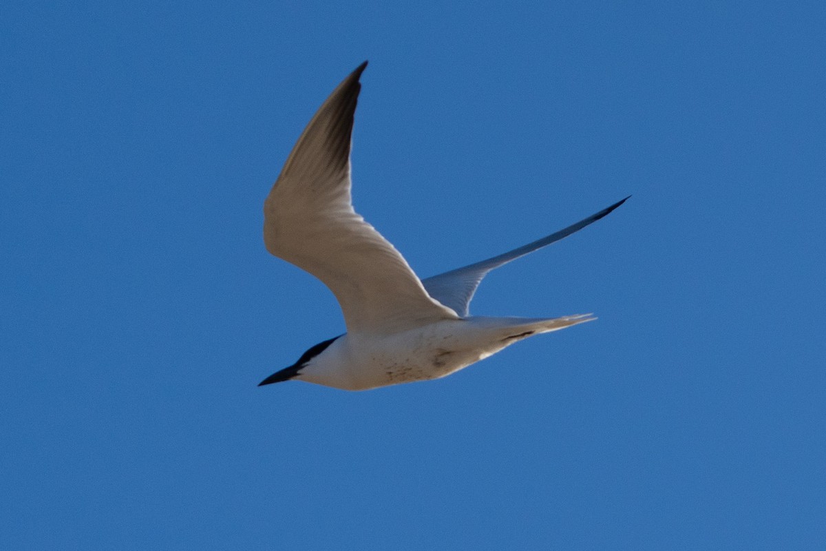 Australian Tern - ML643571366