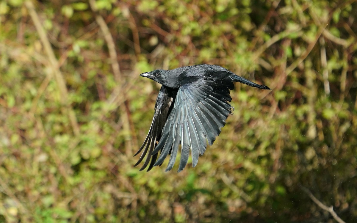 vrána americká - ML643571368