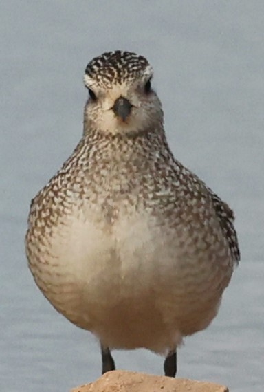 American Golden-Plover - ML643571379