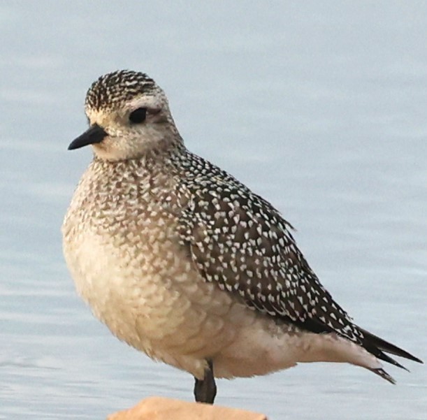 American Golden-Plover - ML643571380