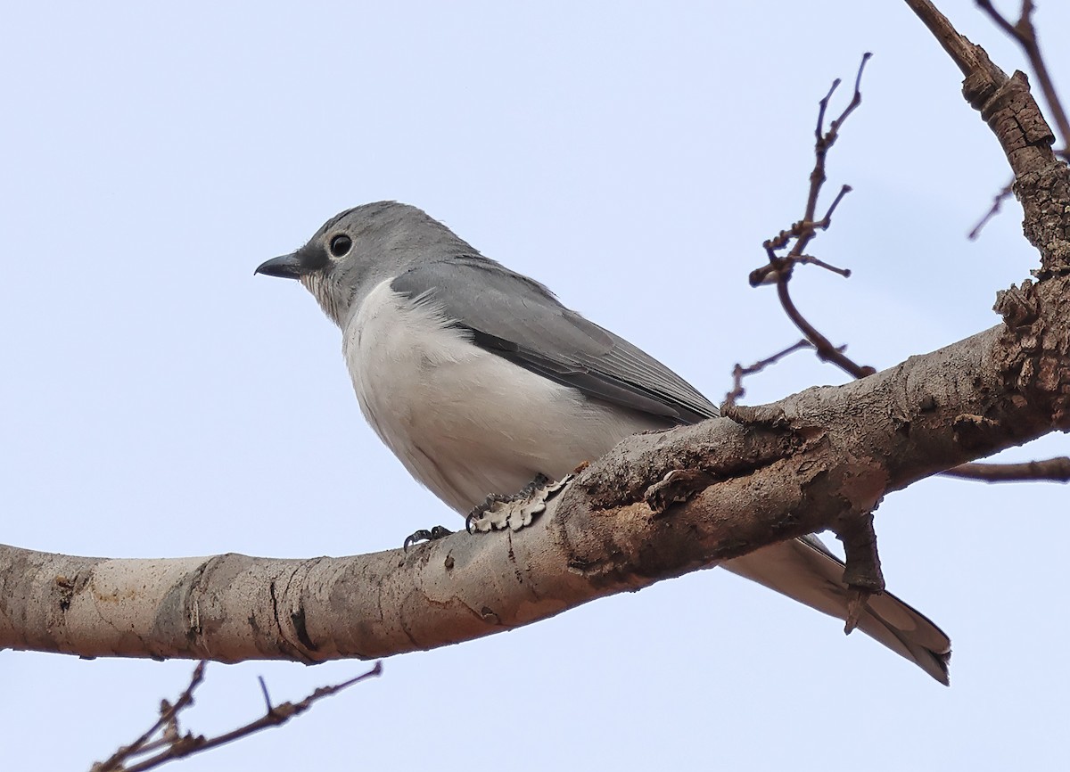White-breasted Cuckooshrike - ML643571381