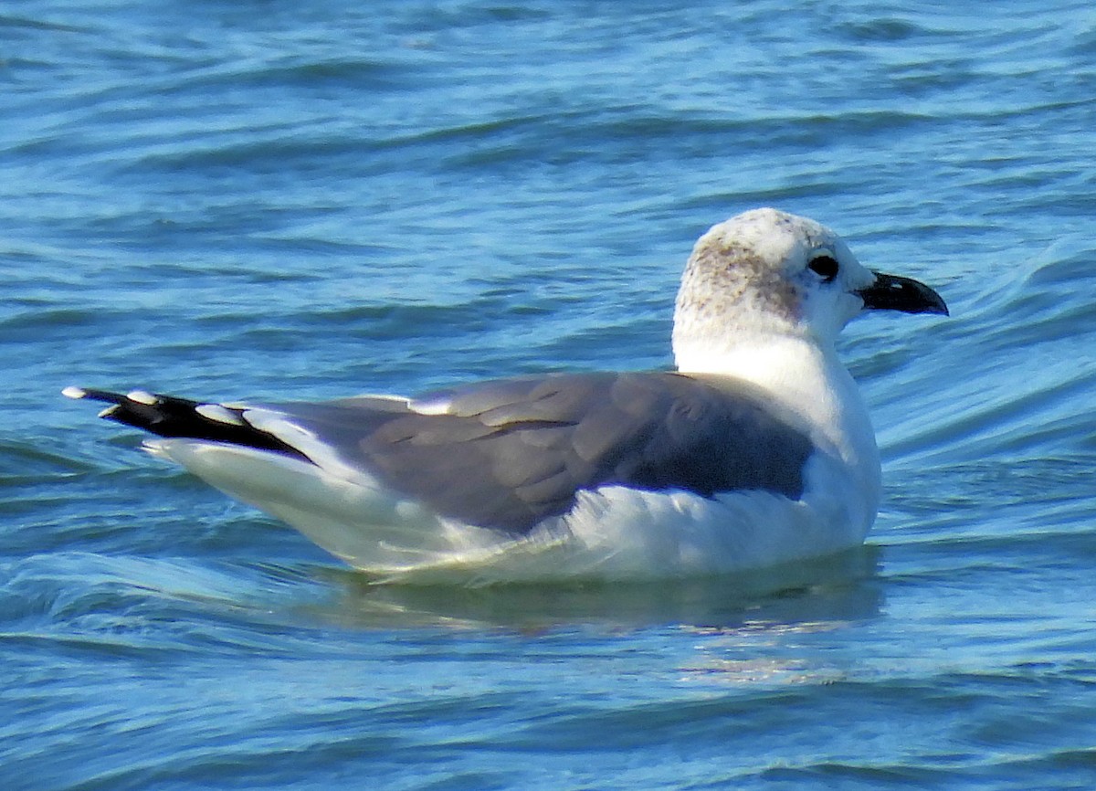 Laughing Gull - ML643571387