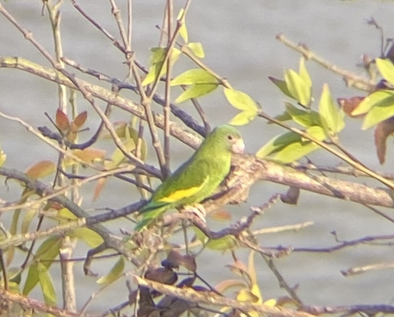 White-winged Parakeet - ML643571391