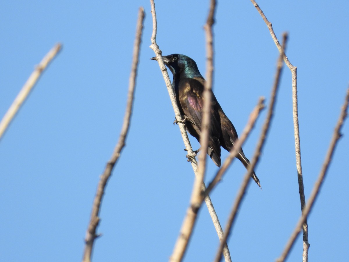 Common Grackle - ML643571392