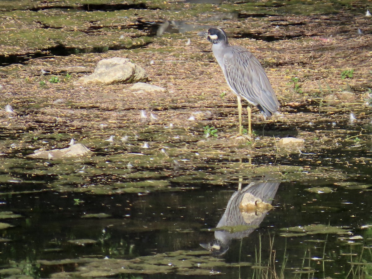 Yellow-crowned Night Heron - ML643571417
