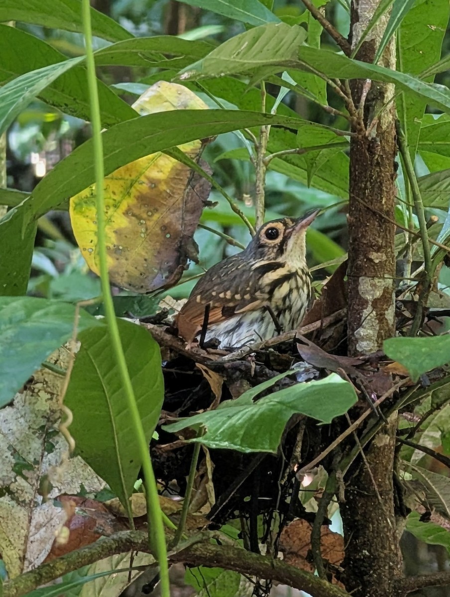 Grallaire à lunettes - ML643571418