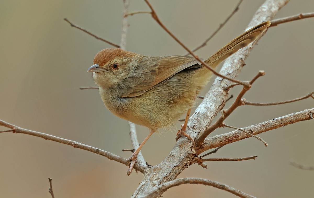 Rock-loving Cisticola - ML643571424