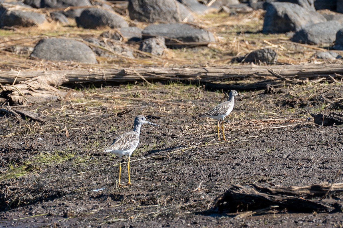 Greater Yellowlegs - ML643571427