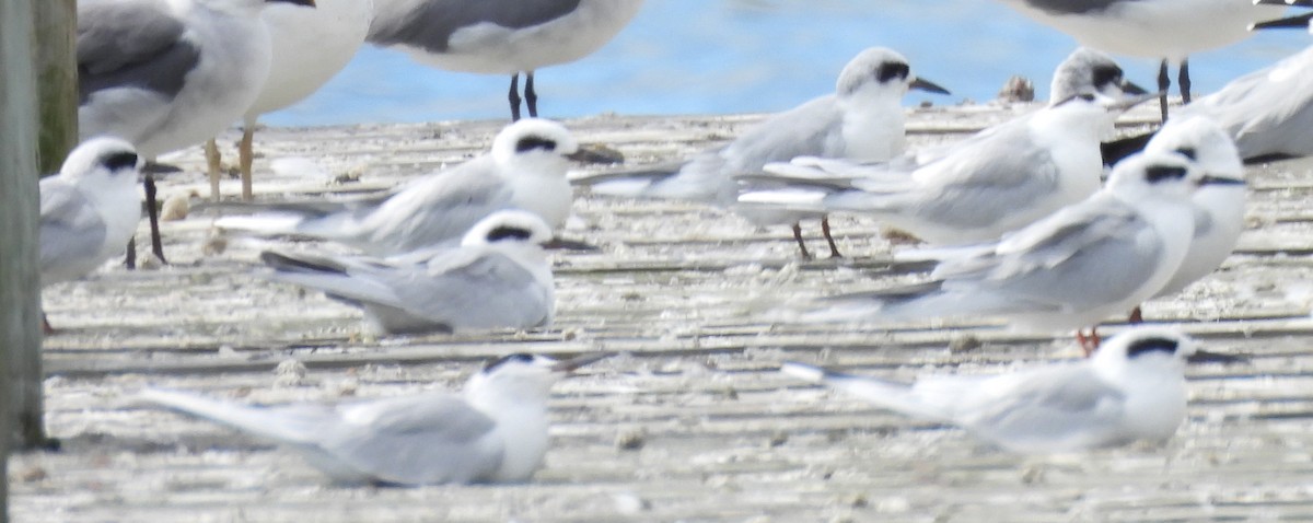 Forster's Tern - ML643571428