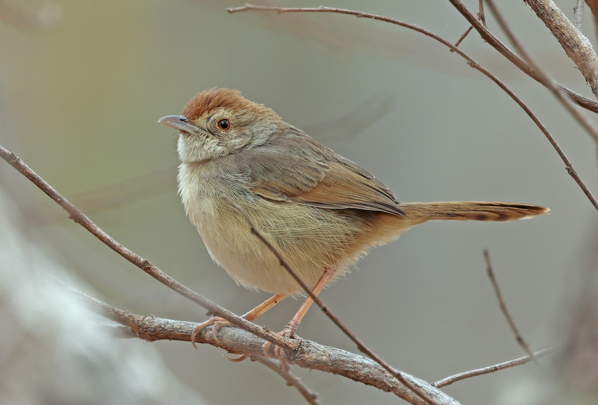 Rock-loving Cisticola - ML643571432
