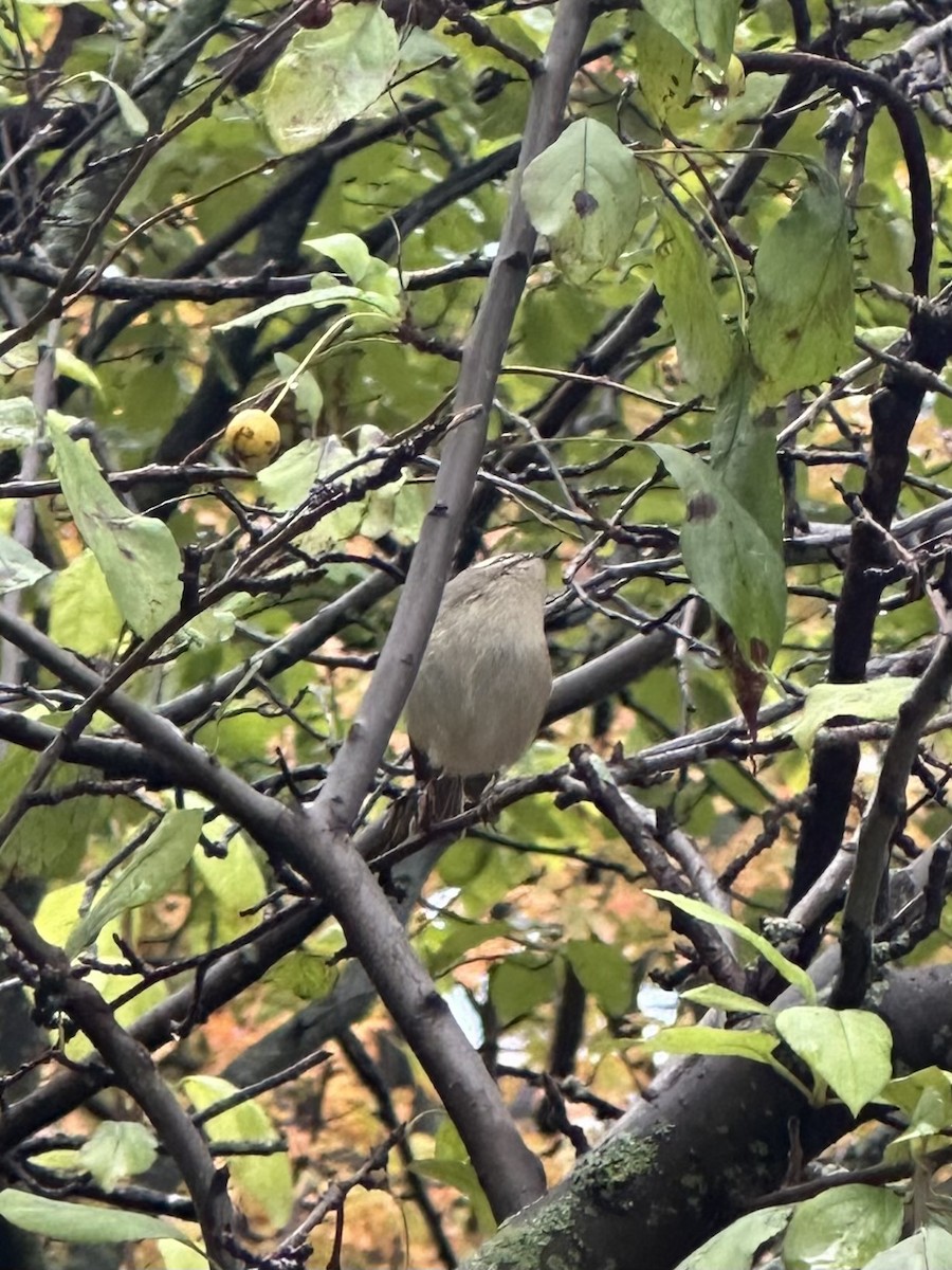 Golden-crowned Kinglet - ML643571435
