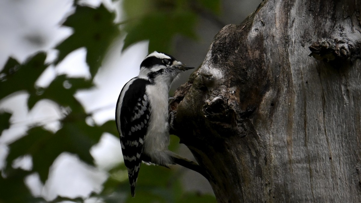 Downy Woodpecker - ML643571440